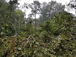 Storm damage fallen trees